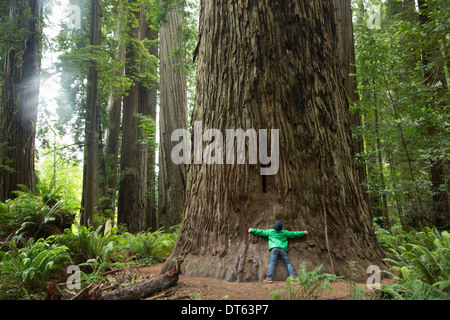 Boy hugging tree trunk, Redwoods National Park, California, USA Banque D'Images