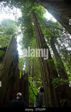 Père et fils looking up, Redwoods National Park, California, USA Banque D'Images