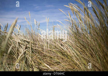 Herbe, gros plan Banque D'Images