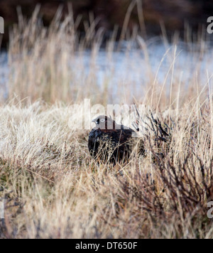 Lagopède des saules sur la bruyère, le Parc National de Cairngorms, en Écosse Banque D'Images