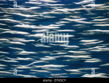 Une école de poisson sardines du Pacifique, dans un haut-fond, dans le même sens à l'Aquarium de Monterey Bay. Banque D'Images