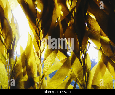 Bull kelp dans l'eau dans un enclos au Monterey Bay Aquarium. Voir à jusqu'à la surface de l'eau. Banque D'Images