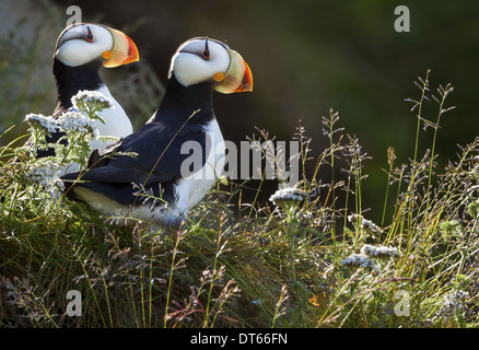 Les macareux cornu, Lake Clark National Park, Alaska, USA Banque D'Images