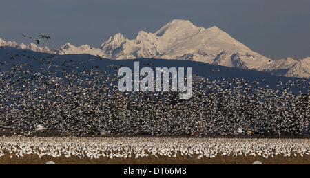 Troupeau d'oies blanches en vol avec Mt. Derrière Baker, Skagit Valley, Washington, USA Banque D'Images