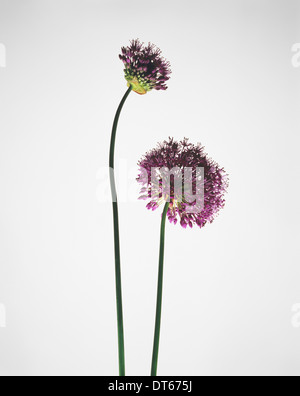 La vie encore de deux fleurs d'allium purple Banque D'Images