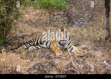 Un tigre à Bandhavgarh National Park, Inde Banque D'Images