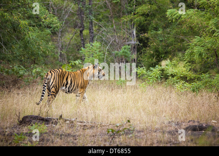 Un adulte tigre dans Bandhavgarh National Park, Inde Banque D'Images