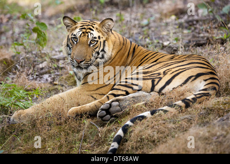 Un adulte tigre dans Bandhavgarh National Park, allongé sur le sol. Banque D'Images