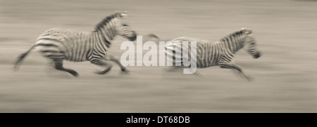 Deux zèbres des plaines à travers le sol dans la Ngorongoro Conservation Area, Tanzania Banque D'Images