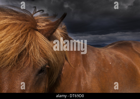 Un dun cheval islandais de couleur d'une épaisse crinière brune. Banque D'Images