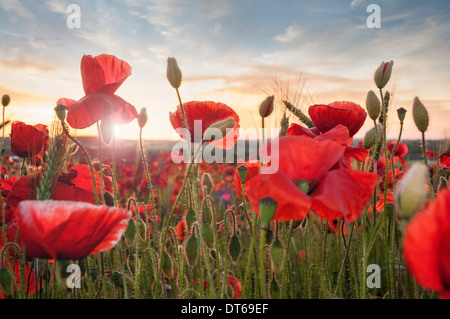 Champ de coquelicots au coucher du soleil Banque D'Images