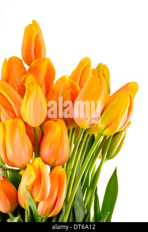 Fleurs de Printemps tulipes orange et jaune isolated on white Banque D'Images