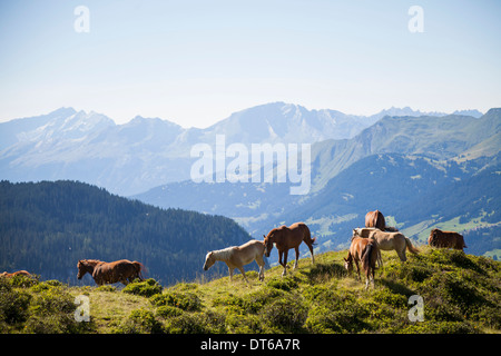 Les chevaux dans les montagnes, Schanfigg, Grisons, Suisse Banque D'Images