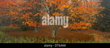 Un érable avec feuillage de l'automne, feuilles rouges sur les branches et la chute des arbres. Banque D'Images