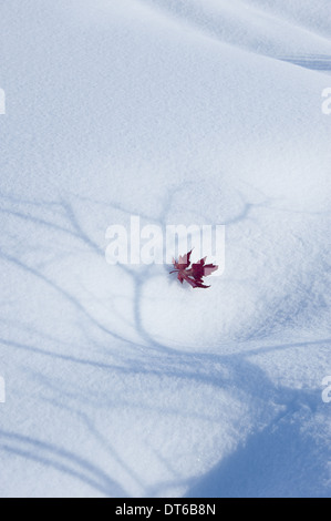 D'automne une feuille d'érable rouge gisant sur la neige. L'ombre d'un arbre avec des branches sur la surface blanche. Banque D'Images