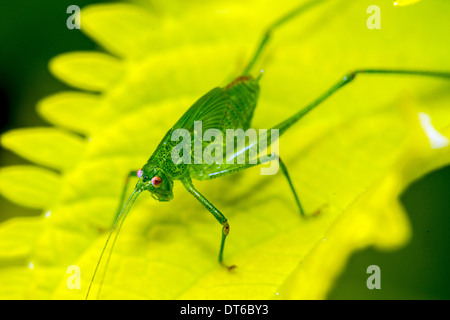 Les insectes de la famille Tettigoniidae sont communément appelé katydids ou bush-grillons Banque D'Images