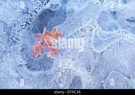 Une feuille d'érable d'automne rouge congelé dans la glace. Banque D'Images