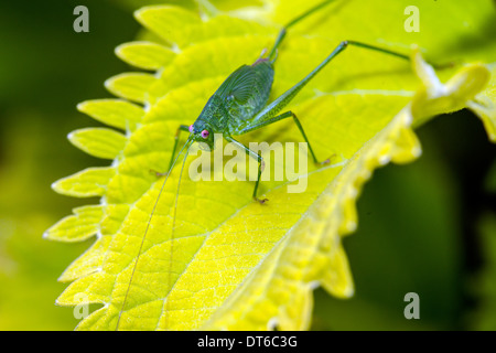 Les insectes de la famille Tettigoniidae sont communément appelé katydids ou bush-grillons Banque D'Images