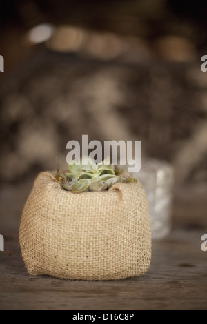 Une petite plante succulente dans un récipient recouvert de toile de jute, sur une table à manger. Banque D'Images