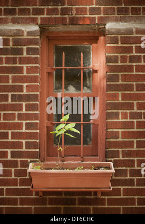 Le mur extérieur d'un immeuble de la ville de New York, une fenêtre étroite avec une seule plante dans un windowbox. Banque D'Images