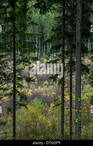 Forêt mixte montrant des pins sur pente et bouleaux croissant dans valley Banque D'Images