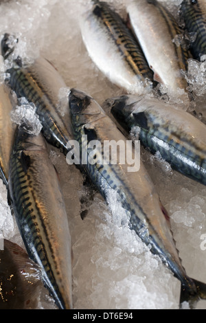 Le poisson frais, le poisson du jour, disposés sur un lit de glace. Park City Market. L'Utah. Banque D'Images