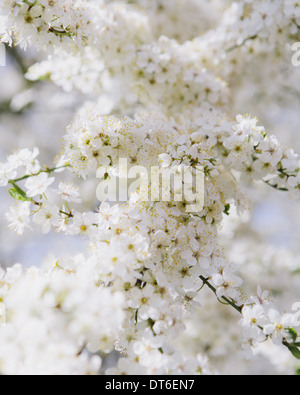 La floraison des cerisiers d'ornement. Mousseux blanc Blossom. Le printemps à Seattle. Banque D'Images