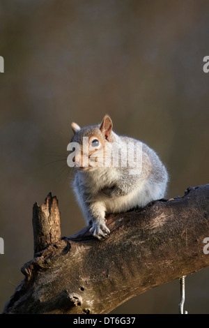 L'écureuil gris Sciurus carolinensis,, sur une vieille clôture, UK Banque D'Images