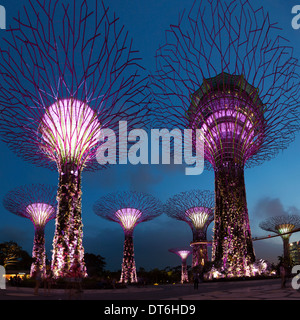 Supertree rainure de jardins au bord de la bay, Singapour Banque D'Images