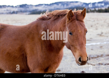 Un beau cheval brun rouge dans un champ avec des montagnes derrière elle dans l'hiver de l'Alberta, Canada Banque D'Images