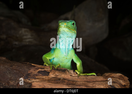 Fidji (Brachylophus fasciatus banded iguana) Banque D'Images