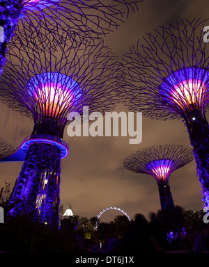 Supertree rainure de jardins au bord de la bay, Singapour Banque D'Images