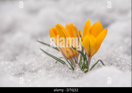 Fleur de printemps crocus close up Banque D'Images