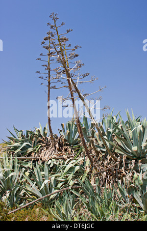 Ou Agave Century plant en fleur Banque D'Images