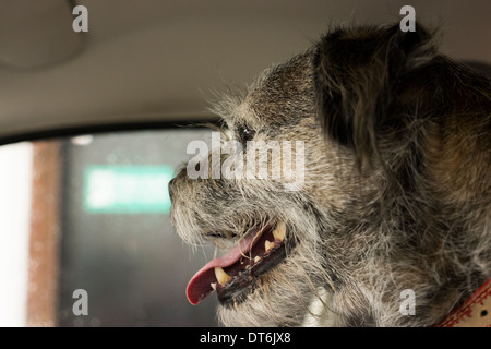 Les dents de la tête de chien Border terrier langue rouge collier Banque D'Images