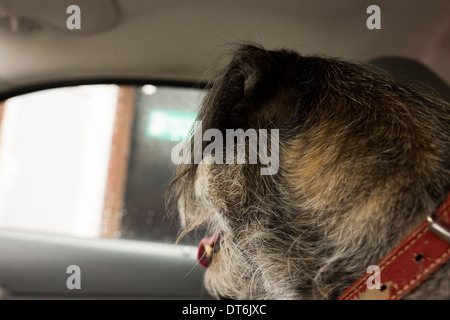 Les dents de la tête de chien Border terrier langue rouge collier Banque D'Images