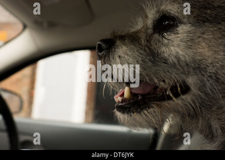 Border terrier dog looking out car window Banque D'Images