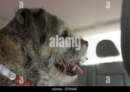 Les dents de la tête de chien Border terrier langue rouge collier Banque D'Images