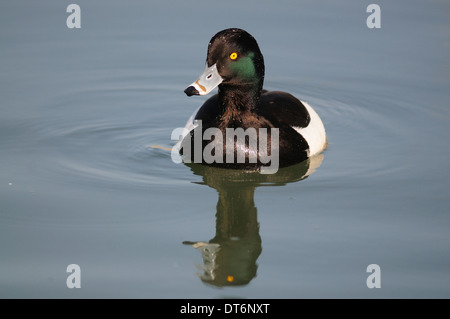 Un fuligule morillon sur water UK Banque D'Images