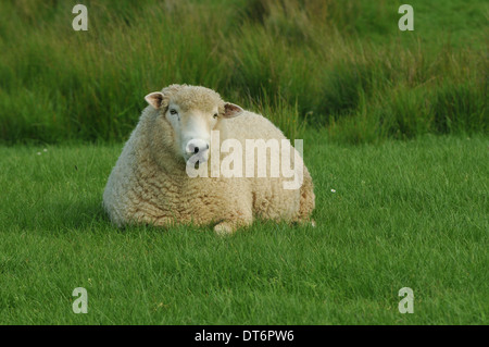 Les moutons reposant sur meadow Banque D'Images