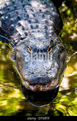 Alligator Alligator mississippiensis () Banque D'Images