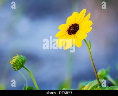 Dune tournesol (Helianthus debilis) Banque D'Images