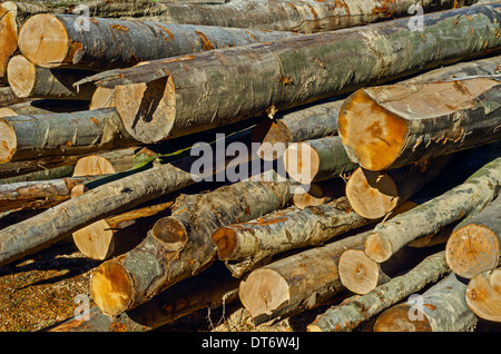 Arbre généalogique empilés frais. Sciage prêt pour le marchand. Banque D'Images