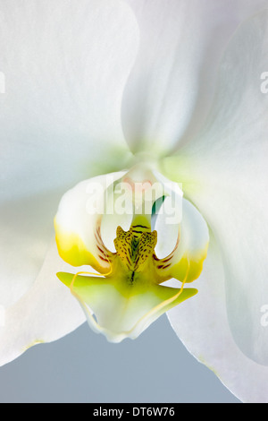 Close up photographie d'orchid Blossom. Banque D'Images