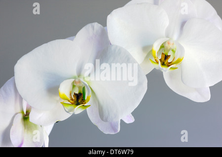 Close up photographie d'orchid Blossom. Banque D'Images