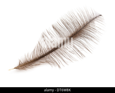 Plumes d'autruche gris isolé sur fond blanc Banque D'Images