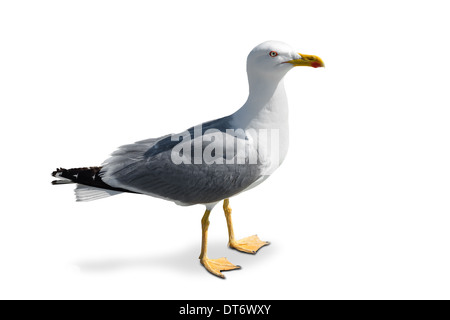 Seagull gris permanent isolé sur fond blanc Banque D'Images