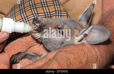 Temps d'alimentation à Coober Pedy kangeroo orphelinat Banque D'Images