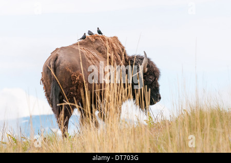 Montana, Moiese, National Bison Range, American Bision (Bison bison) Banque D'Images