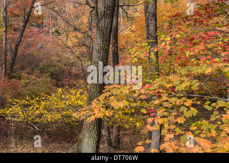 L'automne à Harriman State Park, État de New York par le lac Banque D'Images